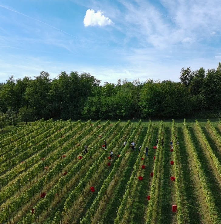 Ručna berba grožđa u vinogradu Soldo