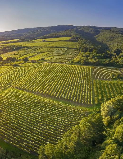 Vinogradi vinarije Soldo na obroncima Papuka
